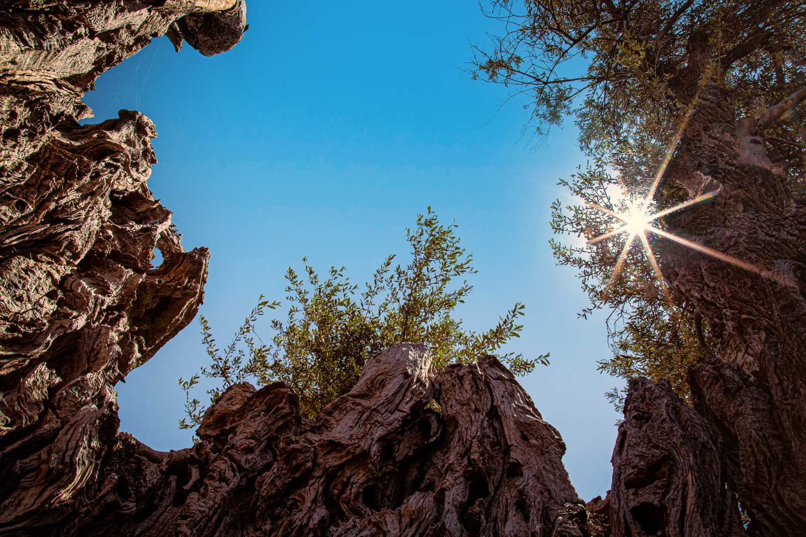 Low-angle shot looking up through the textured, imposing trunk of an ancient tree towards a clear blue sky, with sunbeams piercing through the leaves. The tree symbolizes deep roots in the Greek earth, endurance, and the natural raw materials honored by the House of GRAMMA.
